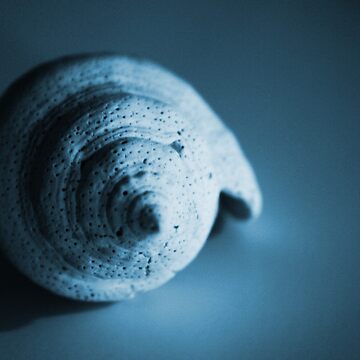 Artwork thumbnail, Shell by Christopher Herrfurth