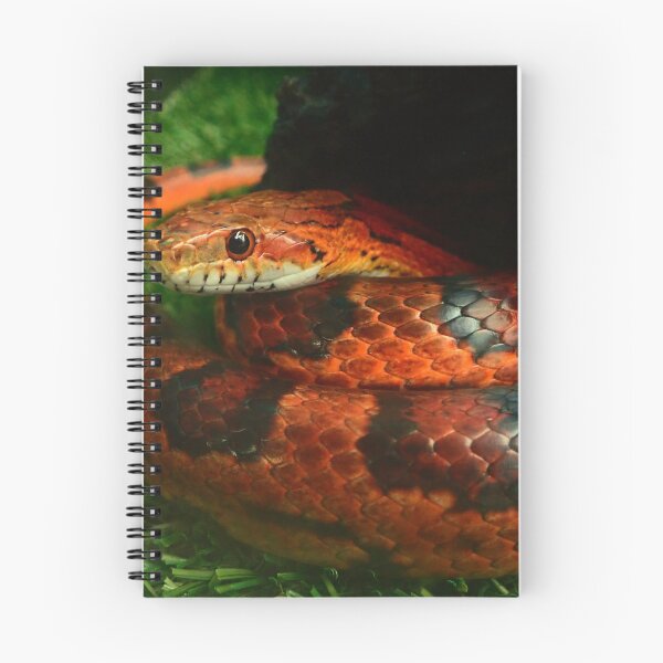 Item preview, Cornsnake.? snake designed and sold by Rachelidoless.