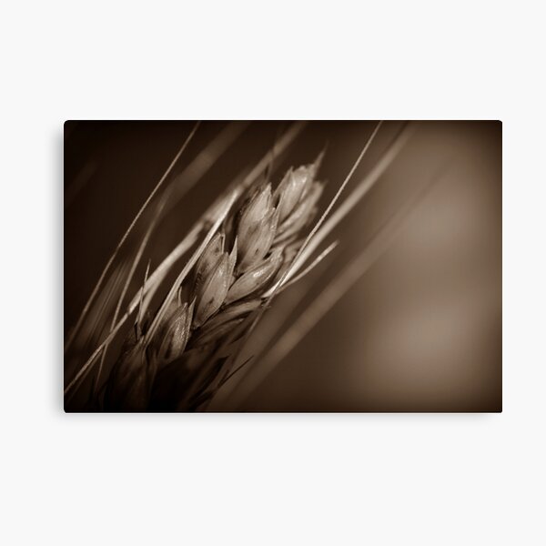 Grain Canvas Print