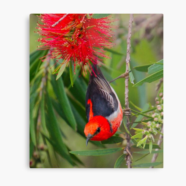 SC ~ WO ~ HONEYEATER ~ Scarlet Honeyeater by David Irwin 261019 Metal Print