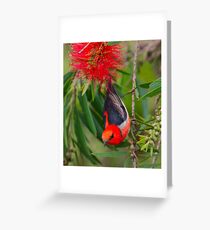SC ~ WO ~ HONEYEATER ~ Scarlet Honeyeater by David Irwin 261019 Greeting Card