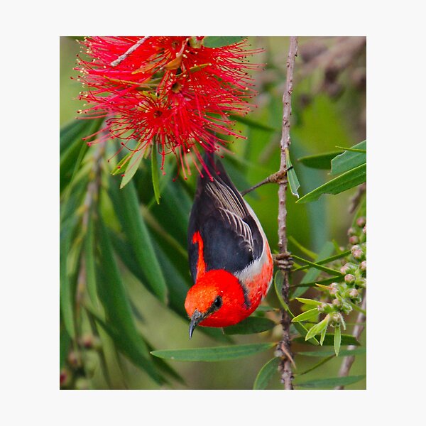 SC ~ WO ~ HONEYEATER ~ Scarlet Honeyeater by David Irwin 261019 Photographic Print