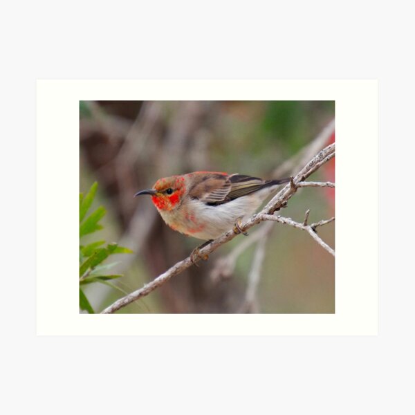 SC ~ WO ~ HONEYEATER ~ Scarlet Honeyeater 3PP6dH4w by David Irwin 261019 Art Print