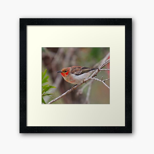 SC ~ WO ~ HONEYEATER ~ Scarlet Honeyeater by David Irwin 261019 Framed Art Print