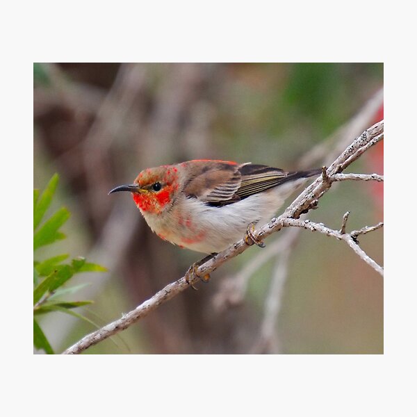 SC ~ WO ~ HONEYEATER ~ Scarlet Honeyeater 3PP6dH4w by David Irwin 261019 Photographic Print