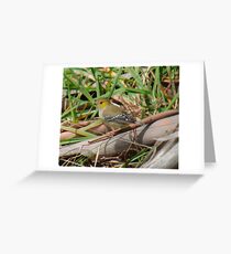 PARDALOTE ~ WO ~ Forty-spotted Pardalote by David Irwin 261019 Greeting Card