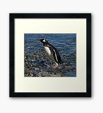 Gentoo penguin Framed Print