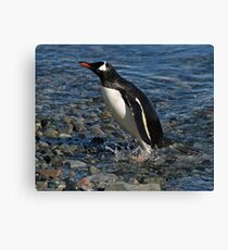 Gentoo penguin Canvas Print