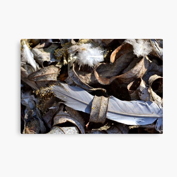 Leaf Study II Canvas Print