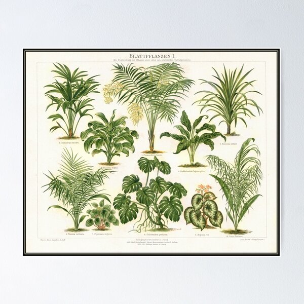 Vintage tropical plants Poster