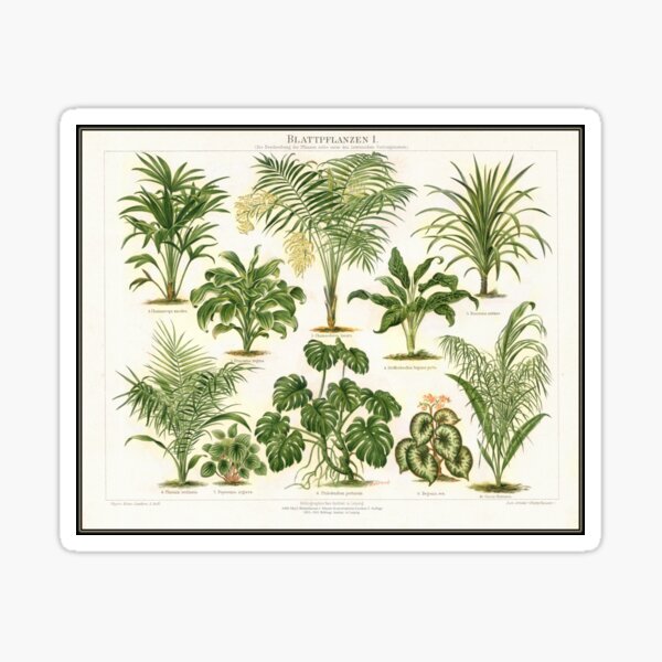Vintage tropical plants Sticker