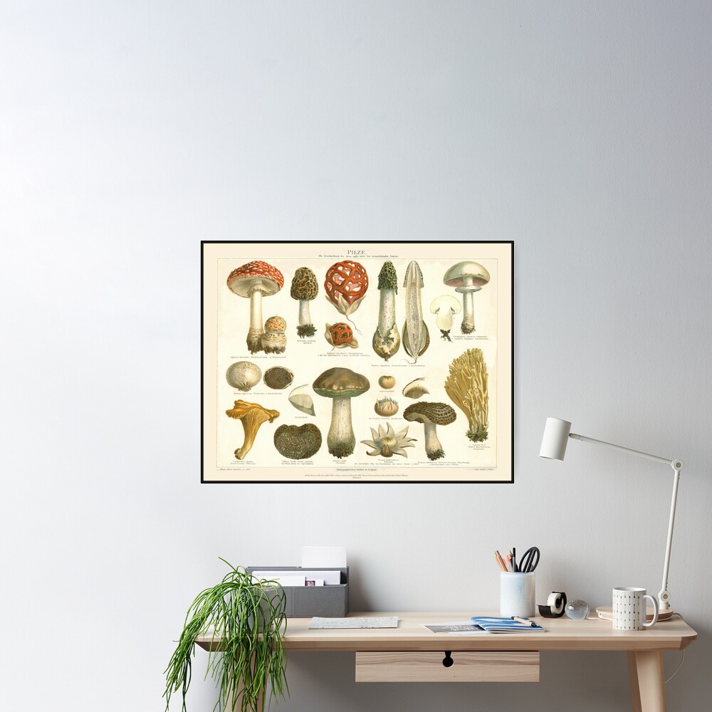 Vintage Mushroom Poster for Sale by arisabi