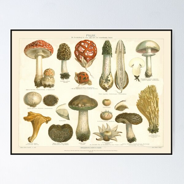 Item preview, Vintage Mushroom designed and sold by arisabi.
