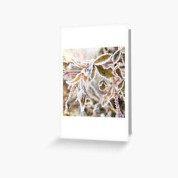 frosted rosebuds Greeting Card