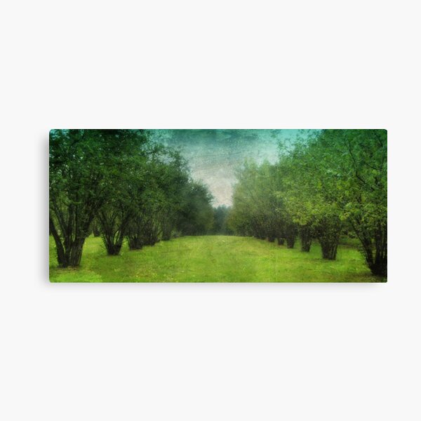 hazel grove Canvas Print