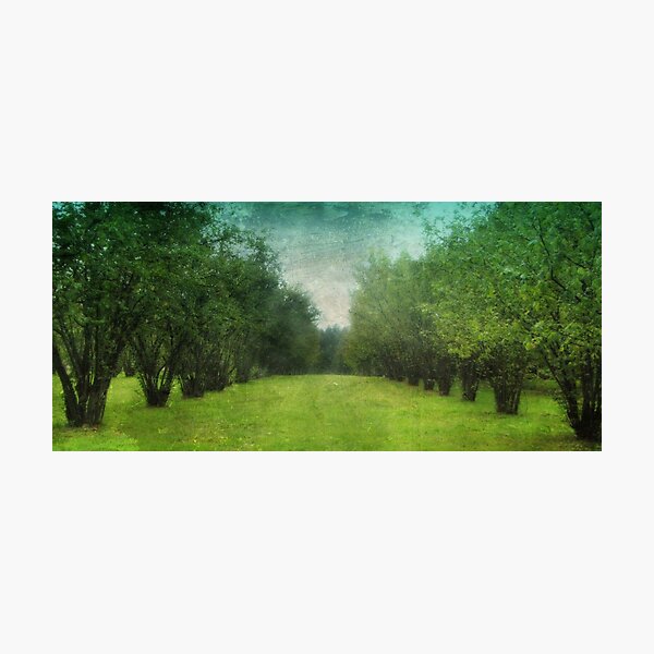 hazel grove Photographic Print
