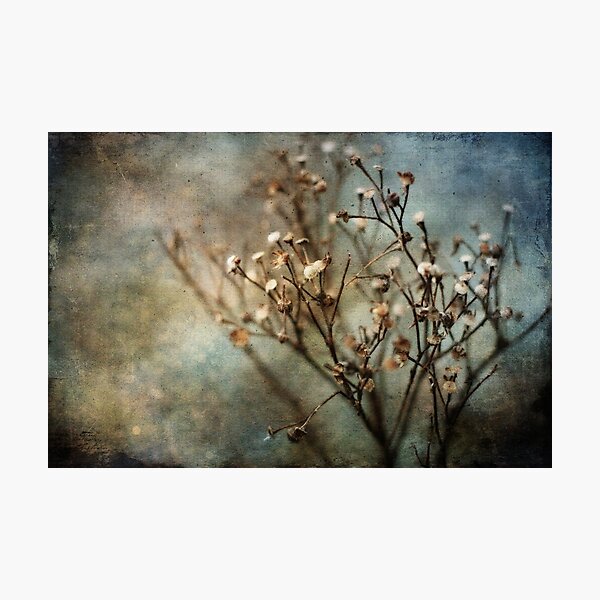 dead flowers Photographic Print