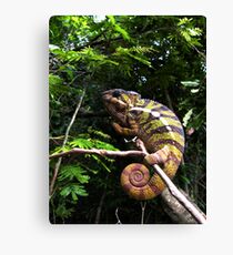 Panther Chameleon Canvas Print