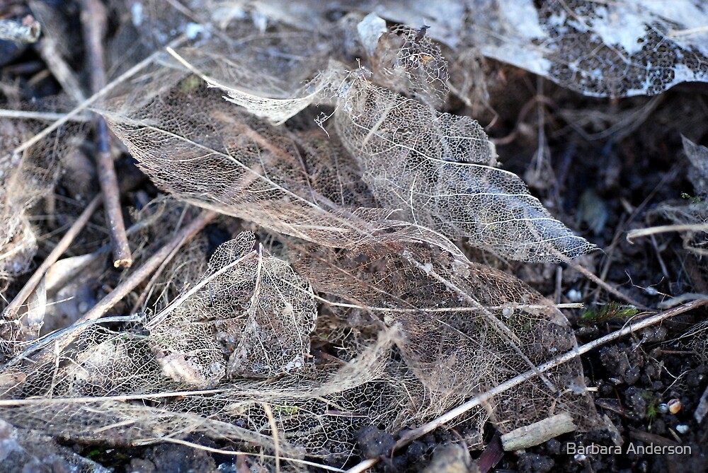 decaying-leaves-by-barbara-anderson-redbubble