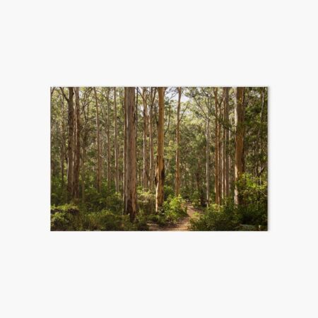 Boranup Forest, Western Australia Art Board Print