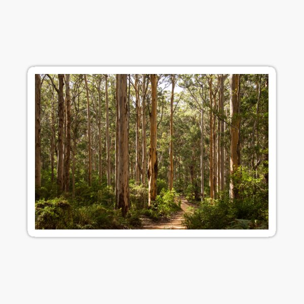 Boranup Forest, Western Australia Sticker