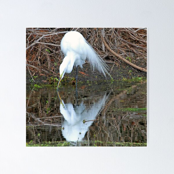 Item preview, Breeding plummage great white egret in reflection designed and sold by Anthony Goldman.