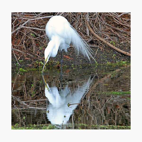 Artikelvorschau, Breeding plummage great white egret in reflection entworfen und verkauft von Anthony Goldman.