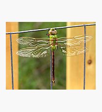 Dragon Fly Photographic Print