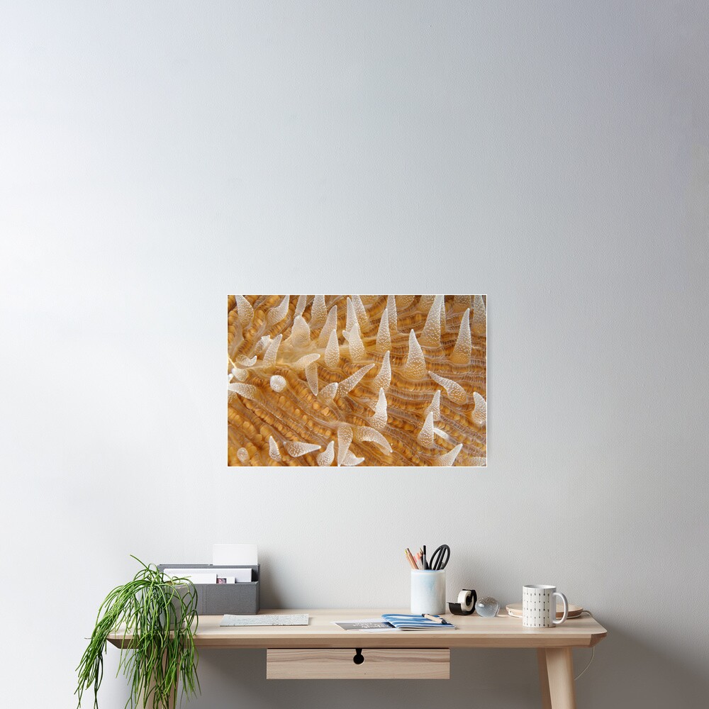 Fungiid Macro Poster
