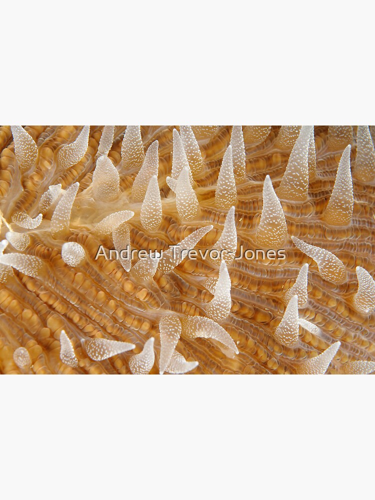Fungiid Macro by andrewtj