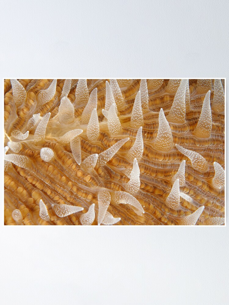 Alternate view of Fungiid Macro Poster