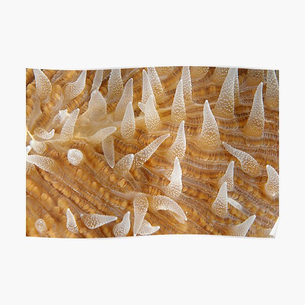 Fungiid Macro Poster