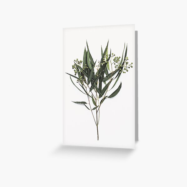 Eucalypt leaves, Western Australia Greeting Card