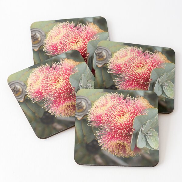 Item preview, Eucalyptus macrocarpa, Western Australia designed and sold by Life Images by Jill .