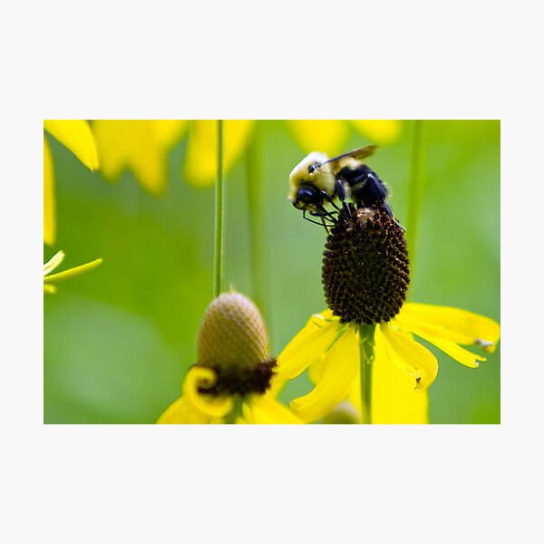 Artikelvorschau, Bumblebee entworfen und verkauft von Anthony Gutteridge.