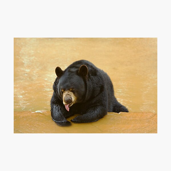 Item preview, Black bear designed and sold by Anthony Gutteridge.