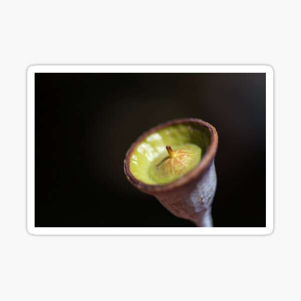 Item preview, Face Of Gumnut designed and sold by Joy Watson - Natural Light Photography .