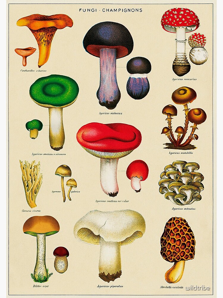 Vintage Fungi Chart | Journal