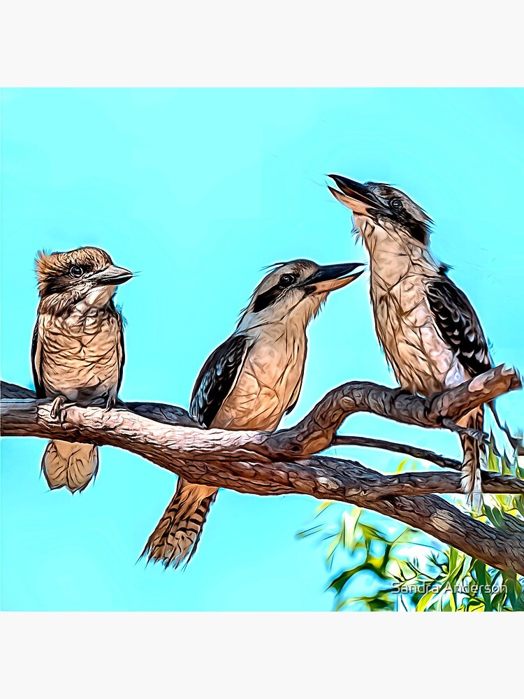 "Three Kookaburras" Coasters (Set of 4) for Sale by sandraanderson