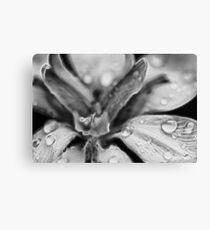 Abstract Iris Canvas Print