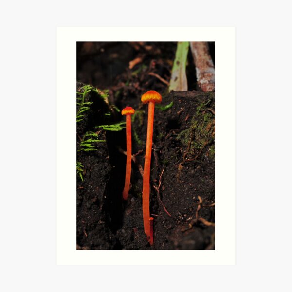 Hygrocibe? Art Print