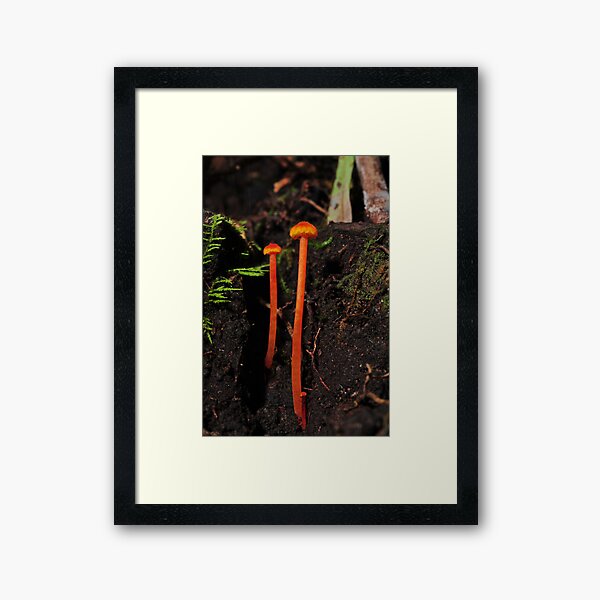 Hygrocibe? Framed Art Print