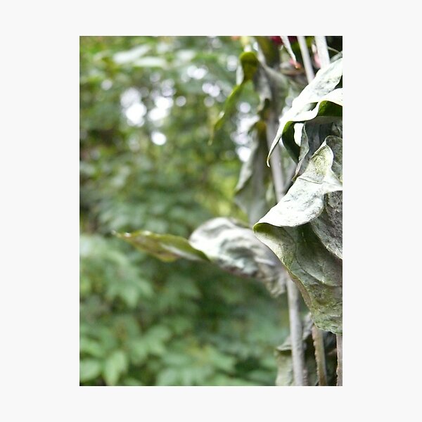 past Photographic Print