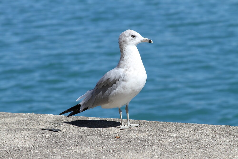 "Bird on Lake Michigan in Chicago" by micfergphoto Redbubble