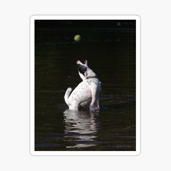 Jack Russel catching ball in water Sticker