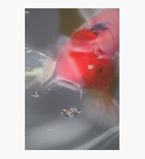 Transparency Photographic Print