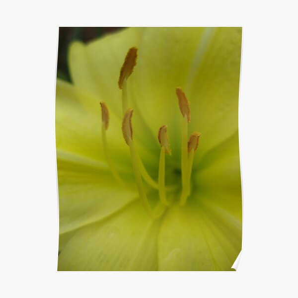 Close-up Yellow Flower Poster