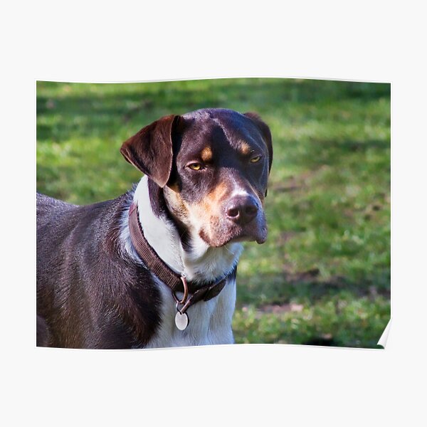 Mongrel Dog Breed Posters | Redbubble