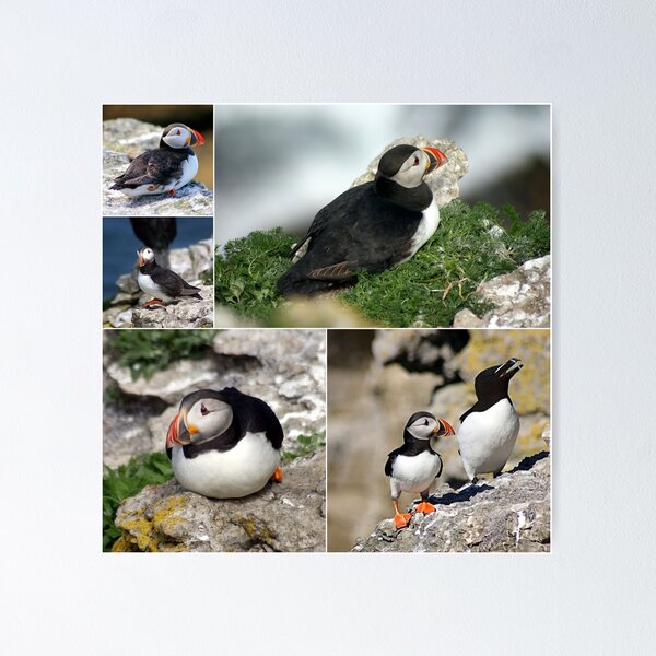 Item preview, puffins designed and sold by KathleenDawson.