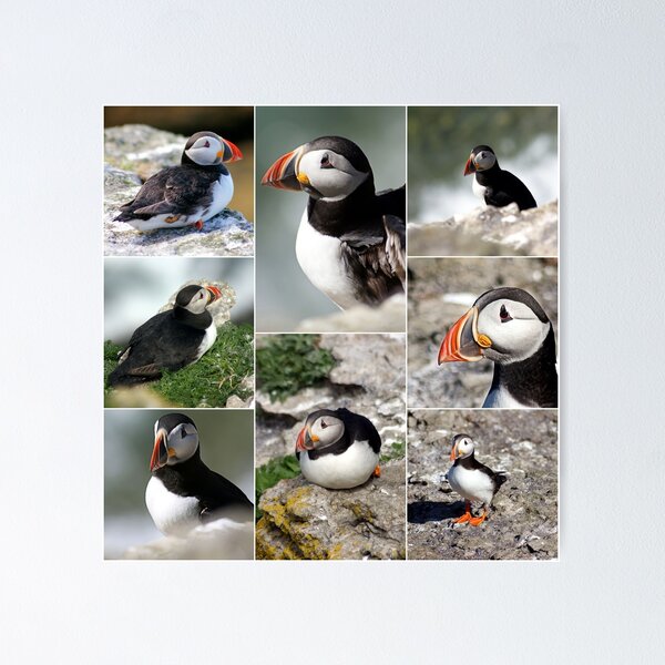 Item preview, puffins designed and sold by KathleenDawson.